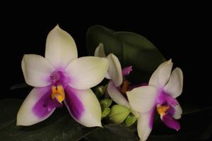 Phalaenopsis bellina f. caerulea