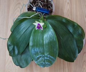 Phalaenopsis bellina
