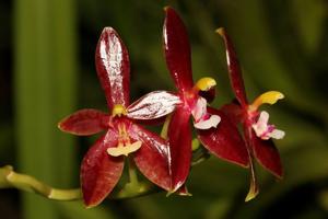 Phalaenopsis cornu-cervi f. chattaladae