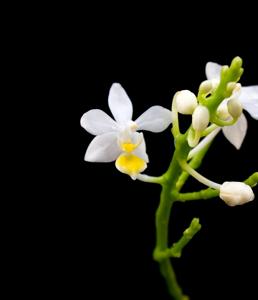 Phalaenopsis equestris f. aurea