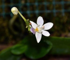 Phalaenopsis equestris f. cyanochila