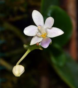 Phalaenopsis equestris f. cyanochila