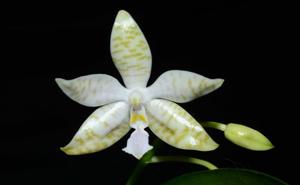 Phalaenopsis lueddemanniana