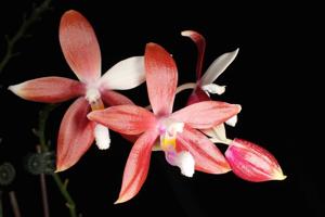 Phalaenopsis tetraspis f. christiana