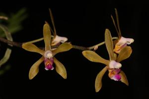 Phalaenopsis stobartiana