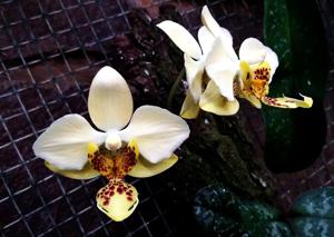Phalaenopsis stuartiana