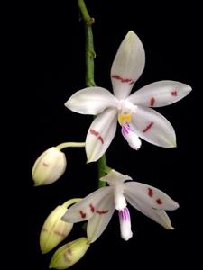 Phalaenopsis tetraspis