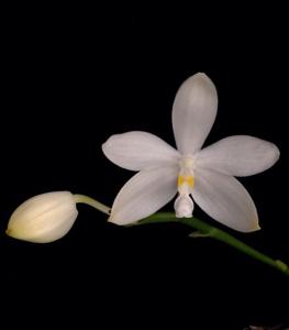 Phalaenopsis tetraspis f. alba