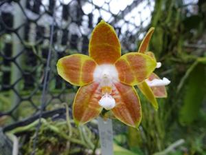 Phalaenopsis venosa