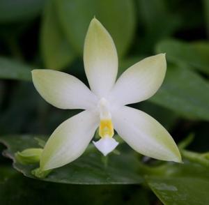 Phalaenopsis violacea var. alba