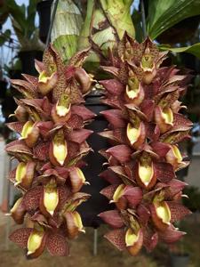 Catasetum pulchrum