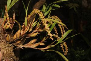 Coelogyne carnea