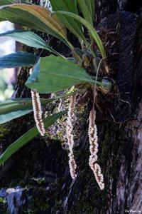 Coelogyne imbricata