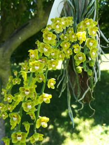 Chiloschista viridiflava