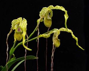 Phragmipedium caudatum