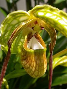 Phragmipedium caudatum