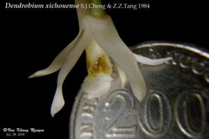 Dendrobium xichouense