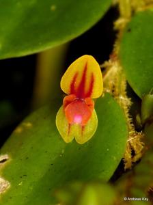 Andinia nummularia