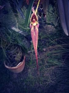 Bulbophyllum fascinator
