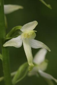 Platanthera bifolia subsp. bifolia