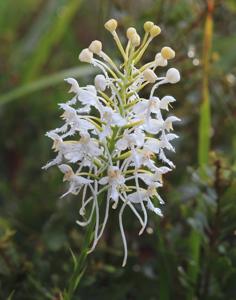 Platanthera blephariglottis var. conspicua