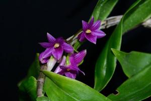 Dendrobium goldschmidtianum