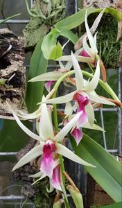 Dendrobium treacherianum