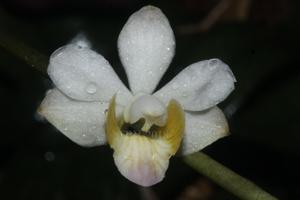 Phalaenopsis pulcherrima