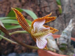 Mormodes warszewiczii