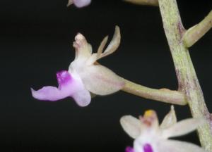 Cleisostoma arietinum