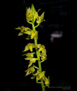 Bulbophyllum gibbosum