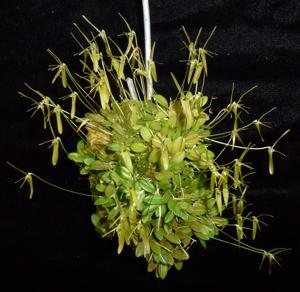 Barbosella cogniauxiana