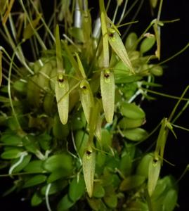 Barbosella cogniauxiana