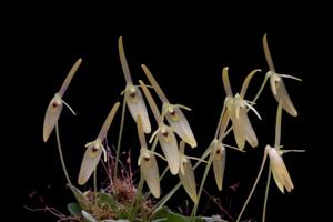 Barbosella cogniauxiana
