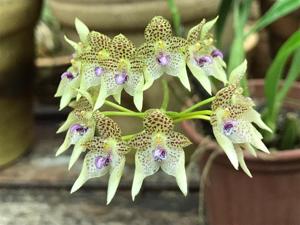 Bulbophyllum guttulatum