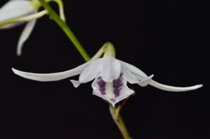 Barkeria palmeri