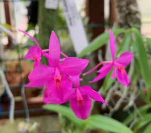 Barkeria skinneri