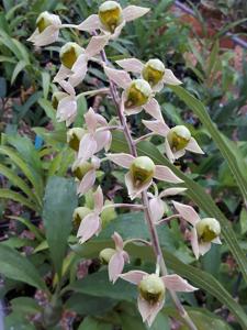 Catasetum matogrossense