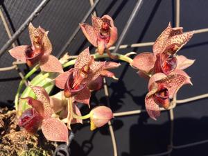 Catasetum complanatum