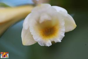 Dendrobium lamellatum