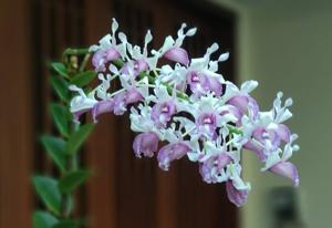 Dendrobium nindii