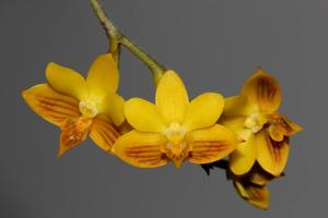 Polystachya pubescens