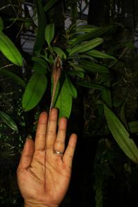 Bulbophyllum romyi