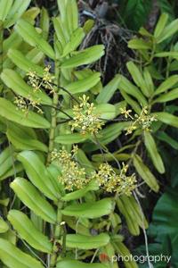 Pomatocalpa maculosum