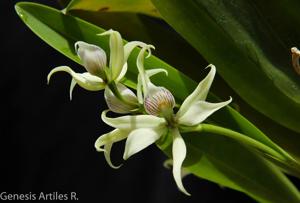 Prosthechea aemula