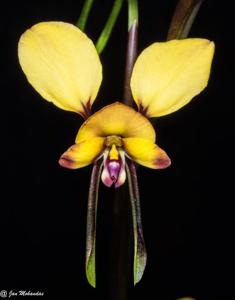 Diuris littoralis