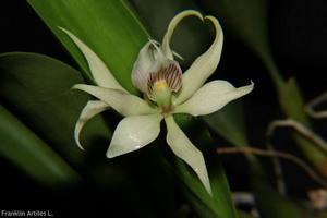 Prosthechea fragrans