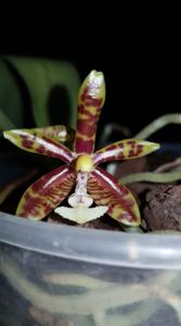 Phalaenopsis mannii