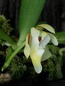 Pteroceras fragrans