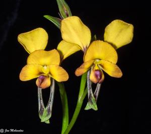 Diuris littoralis